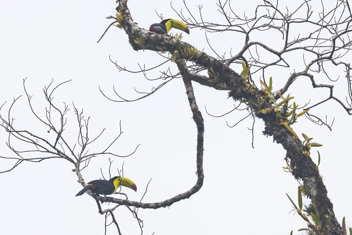 Keel-billed Toucan - ML573544011