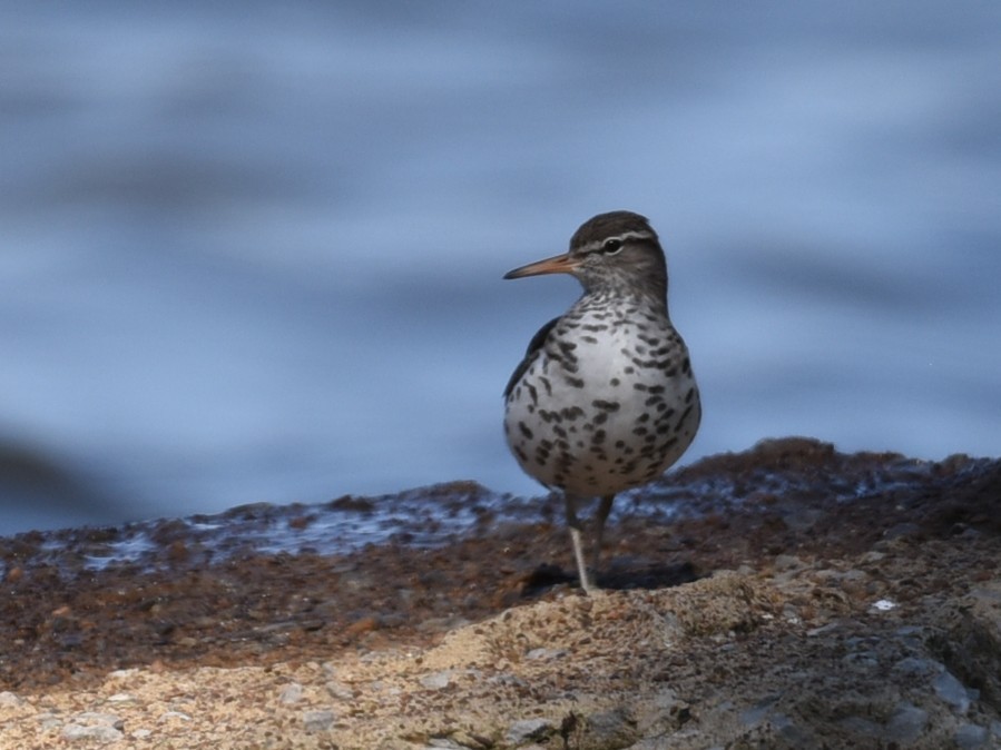 Spotted Sandpiper - ML573544471