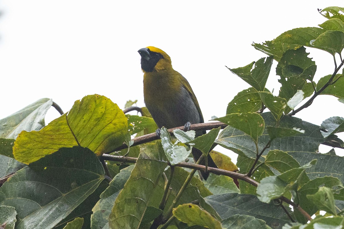 Black-faced Grosbeak - ML573544581