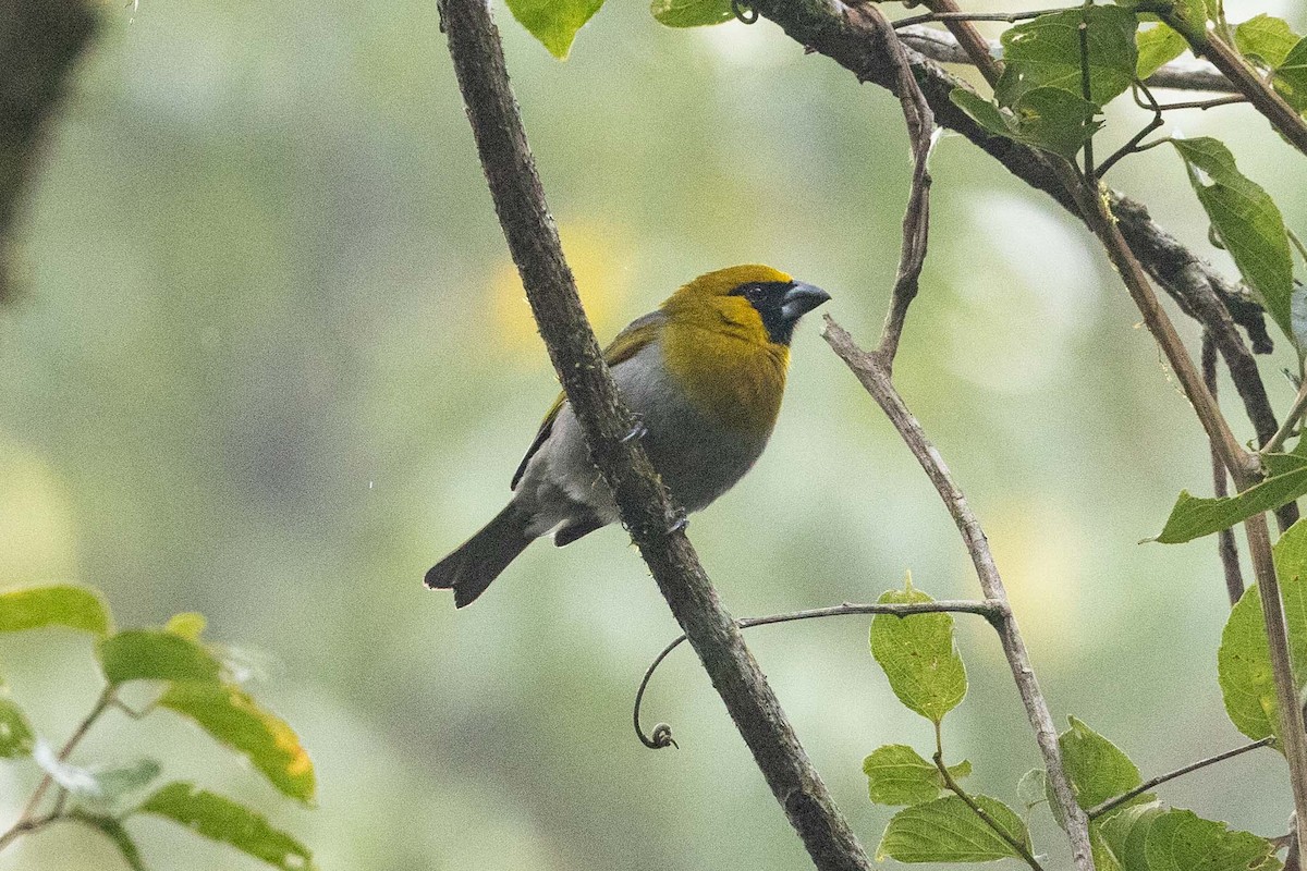 Black-faced Grosbeak - ML573544661