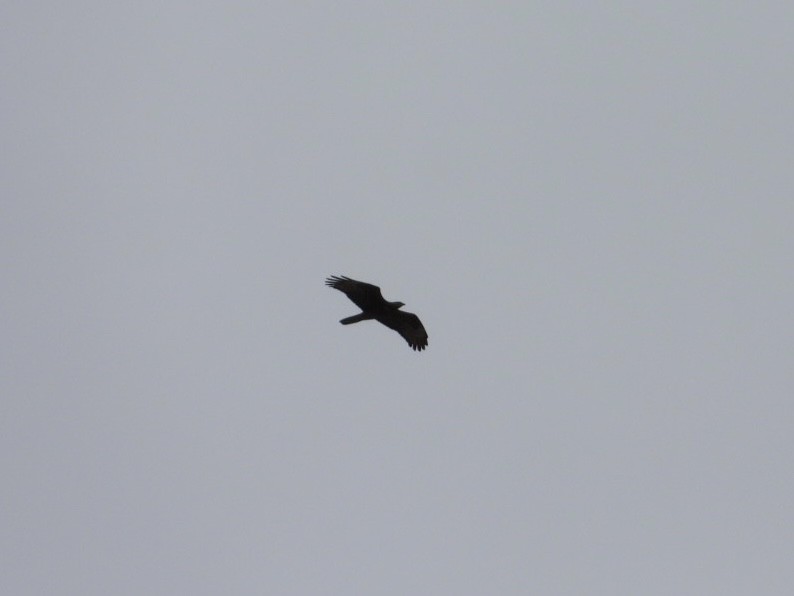 European Honey-buzzard - Jonathan Norgate