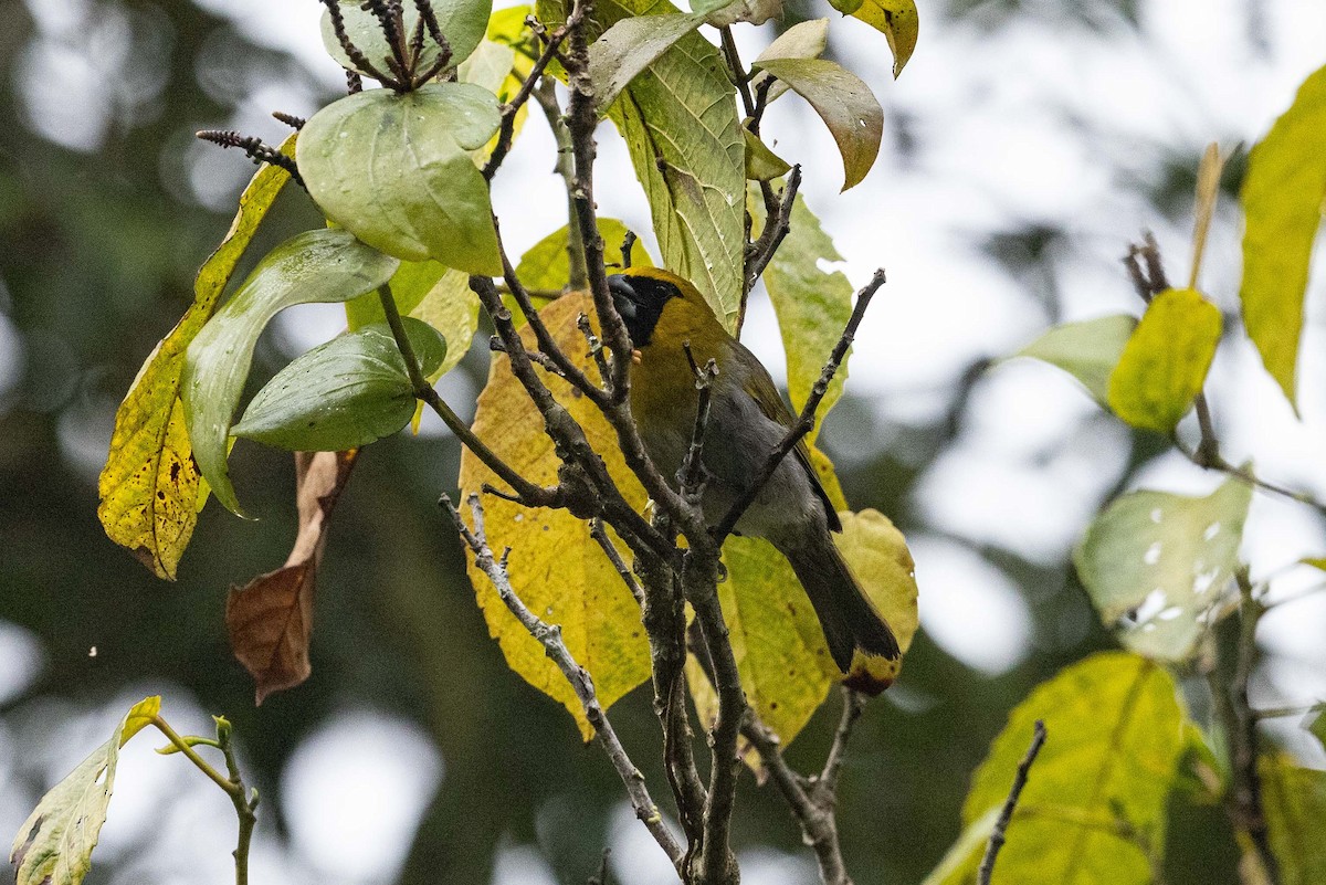 Black-faced Grosbeak - ML573545441