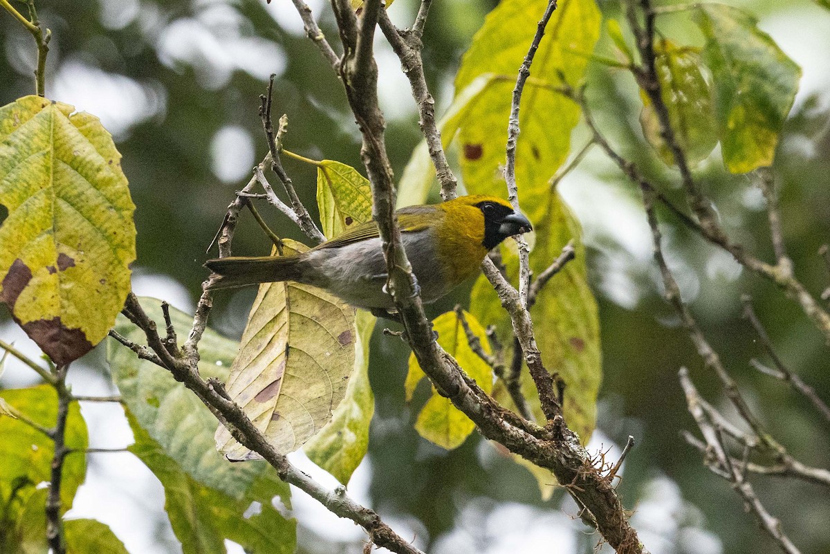 Black-faced Grosbeak - ML573545461