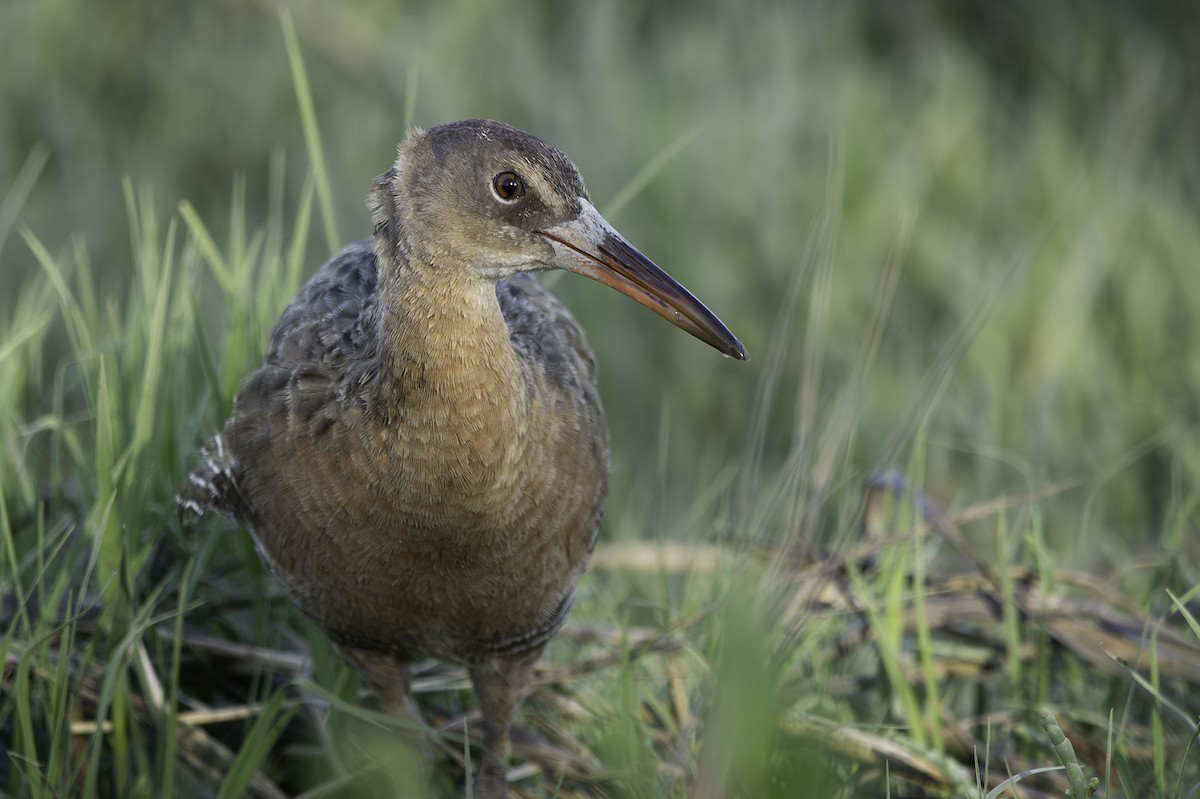 Ridgway's Rail - Cam Nikkel