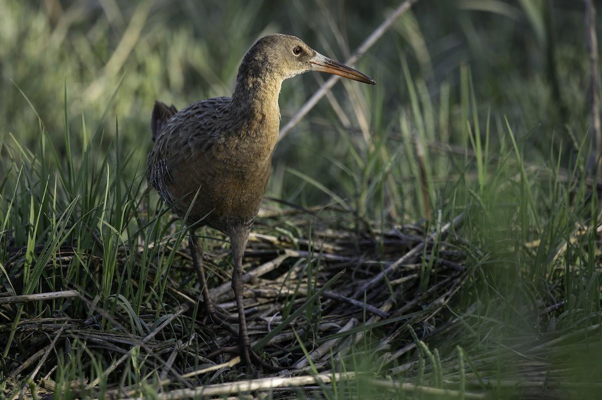 Ridgway's Rail - Cam Nikkel