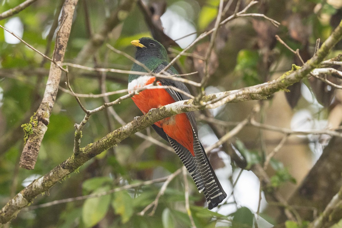 Collared Trogon - ML573546071