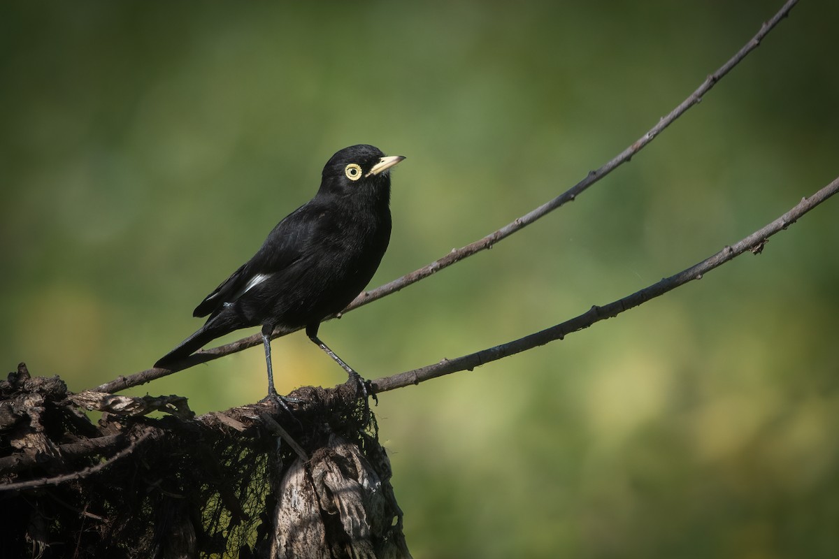 Spectacled Tyrant - ML573546691