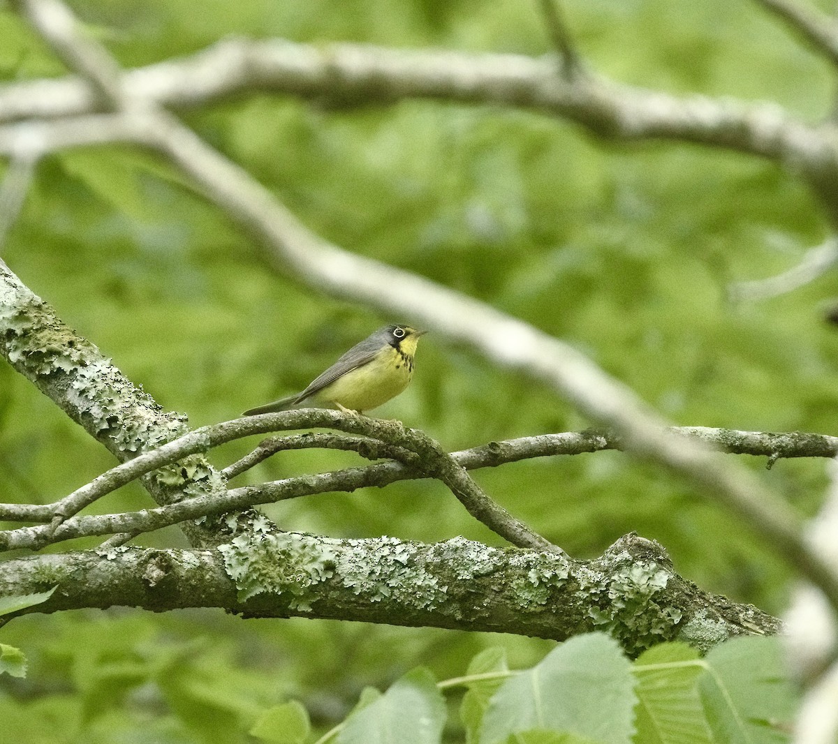 Canada Warbler - ML573549791