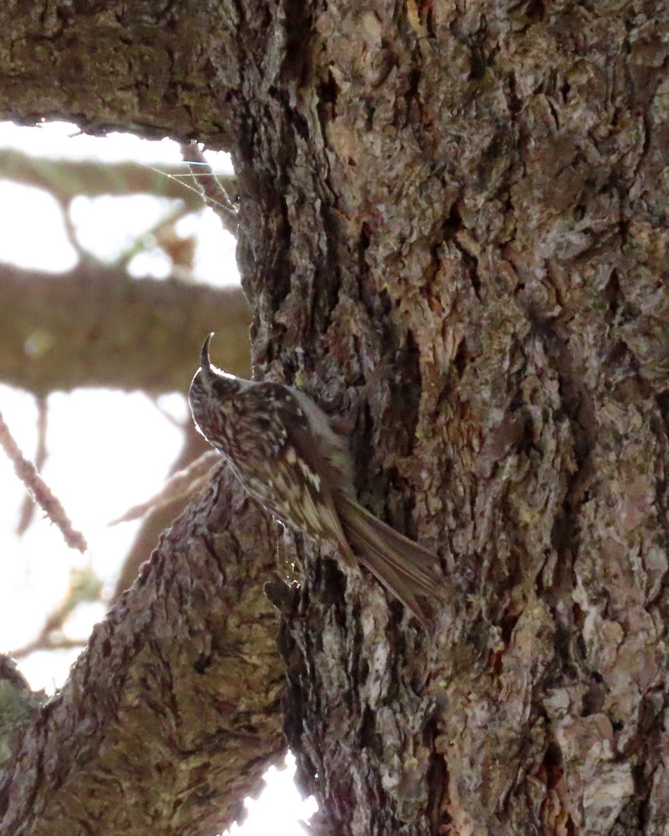 Brown Creeper - Marceline VandeWater