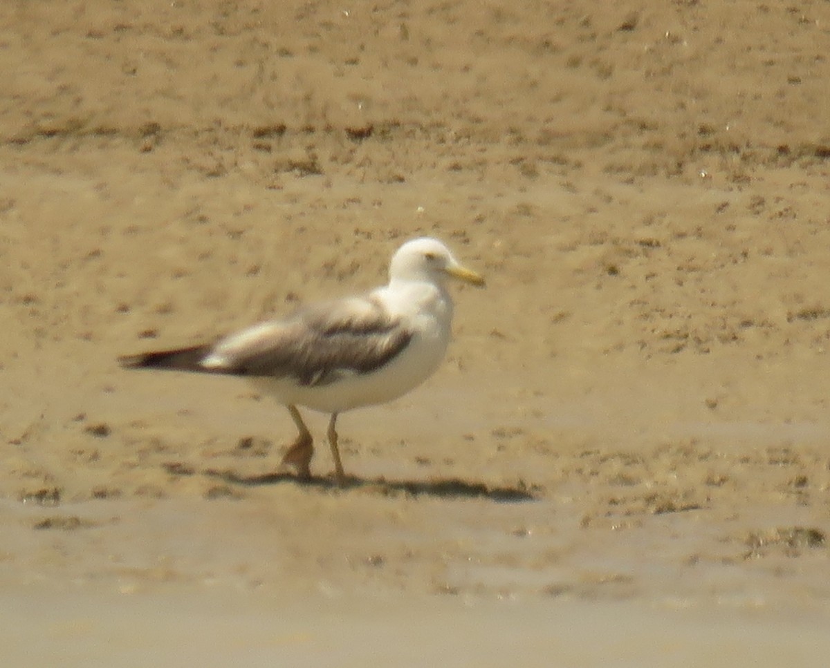 Lesser Black-backed Gull - ahmad mohammadi ravesh