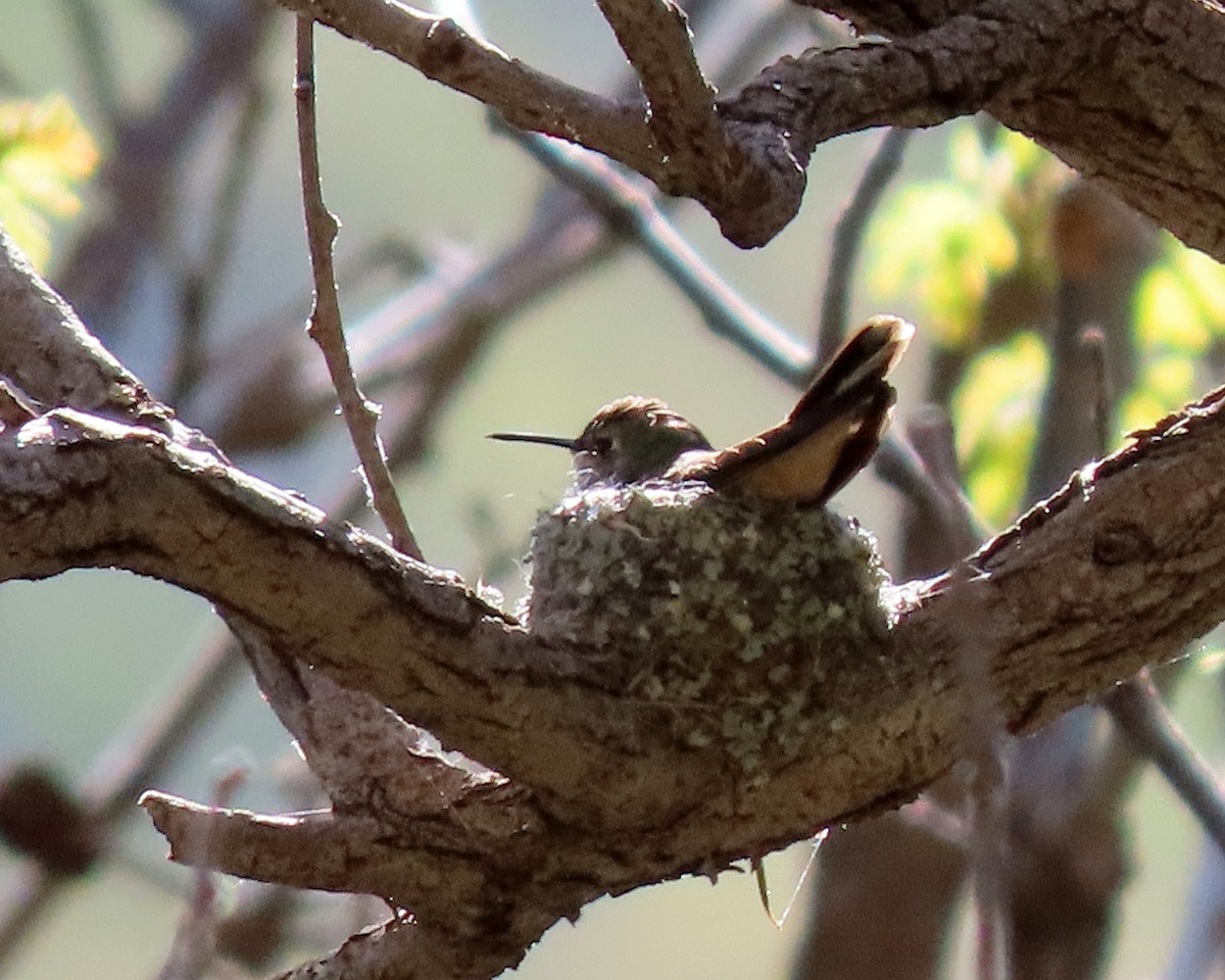 Broad-tailed Hummingbird - Marceline VandeWater