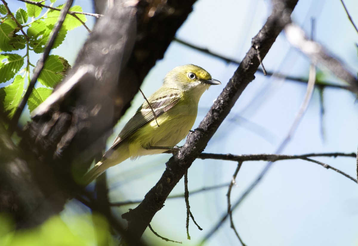 White-eyed Vireo - Brian Genge