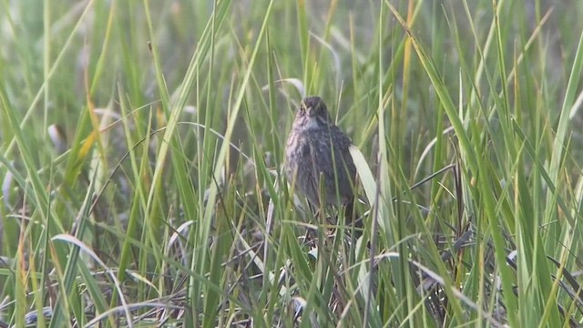 Seaside Sparrow - ML573553311