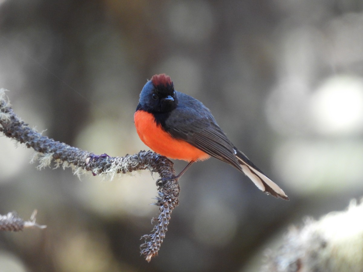 Slate-throated Redstart - Bosco Greenhead