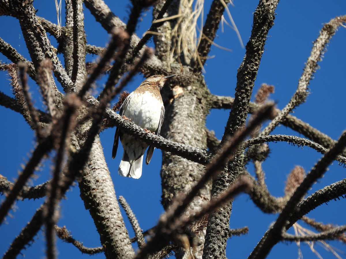 Aztec Thrush - Bosco Greenhead