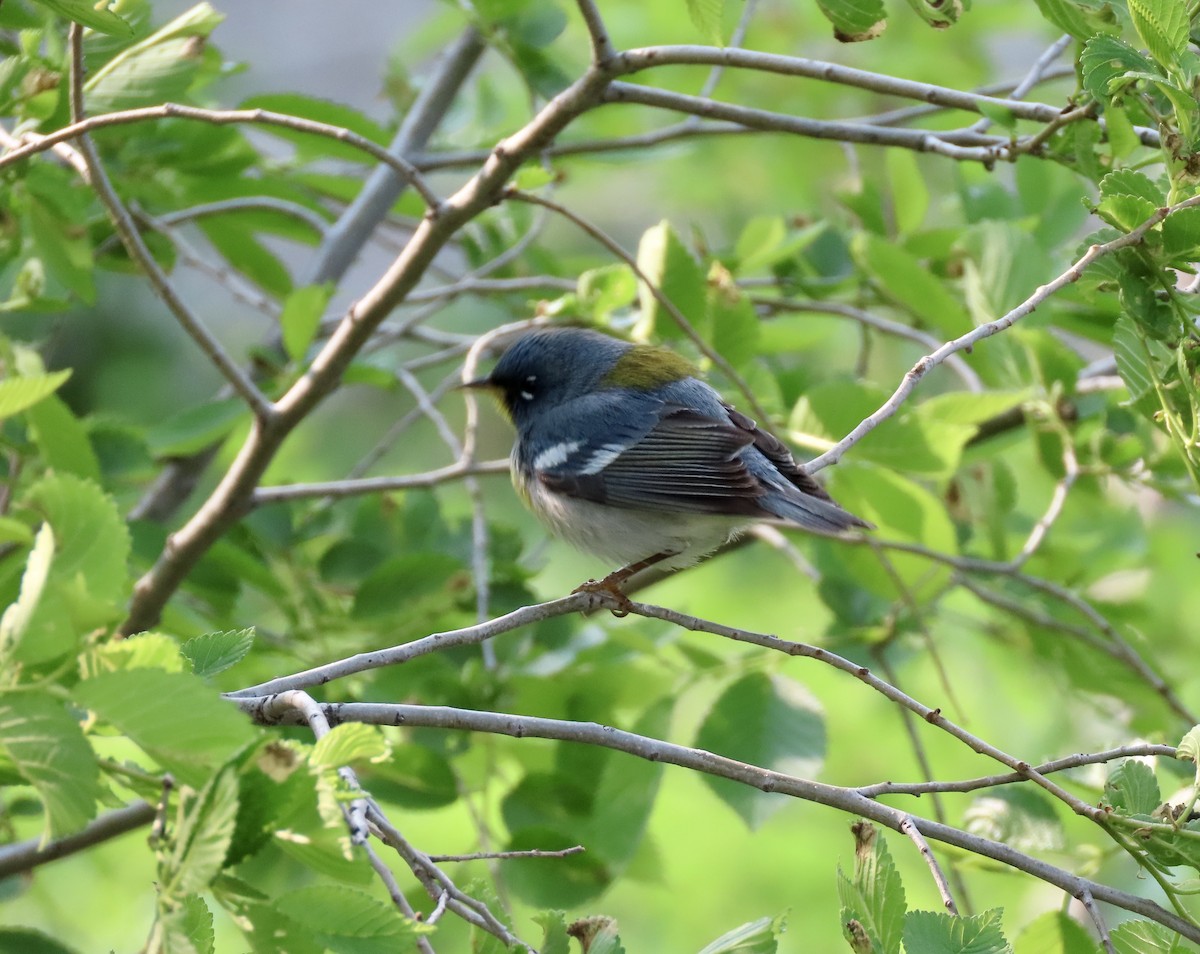 Northern Parula - ML573554851