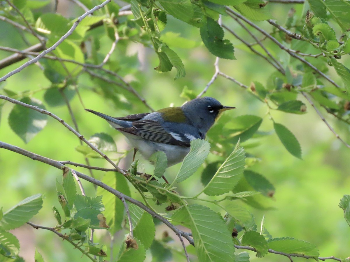 Parula Norteña - ML573554861