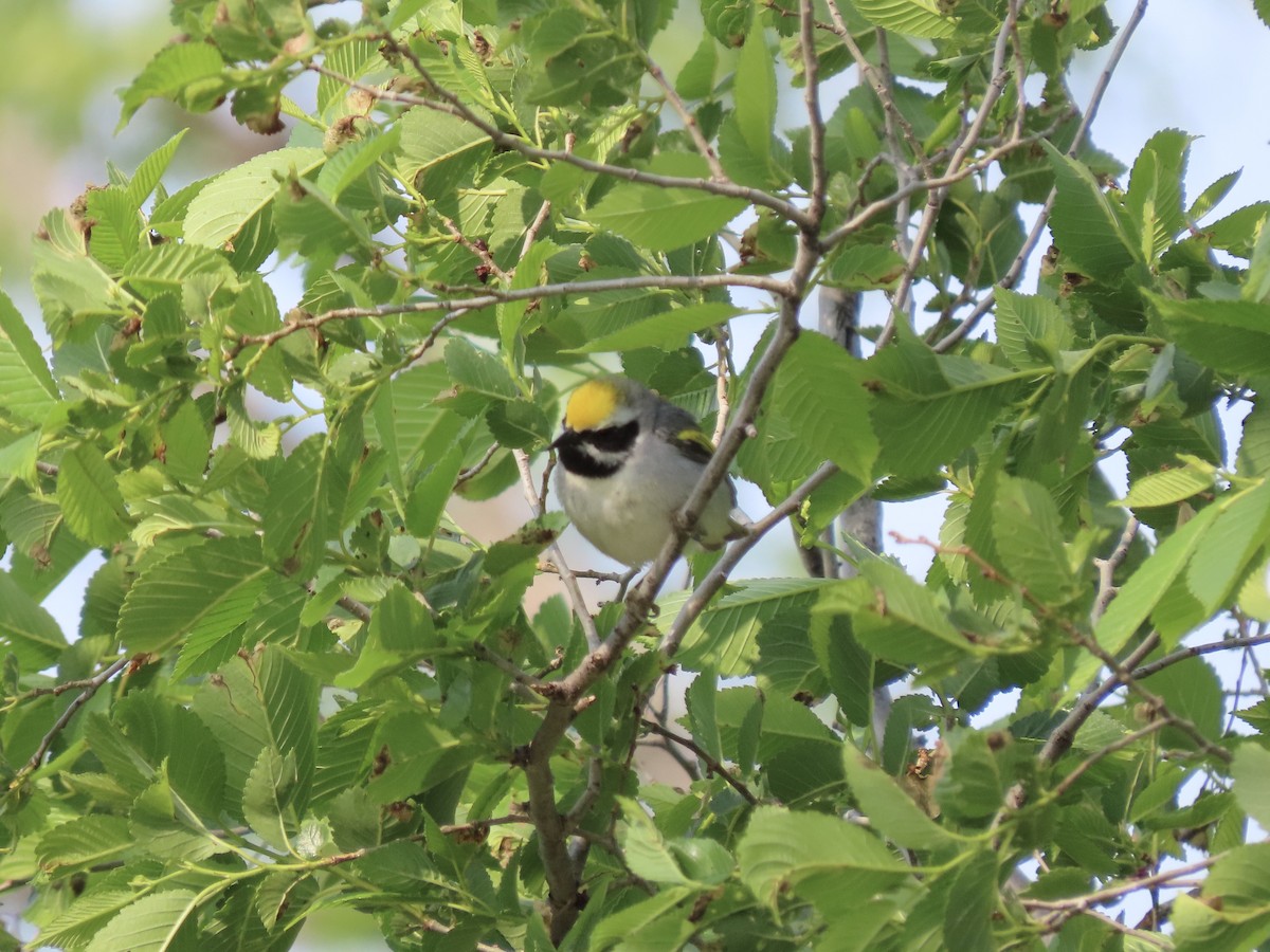 Goldflügel-Waldsänger - ML573555161