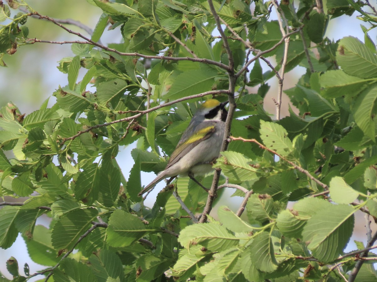 Golden-winged Warbler - ML573555181