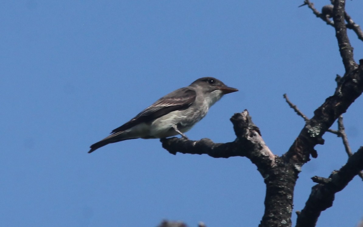 Olive-sided Flycatcher - ML573555301