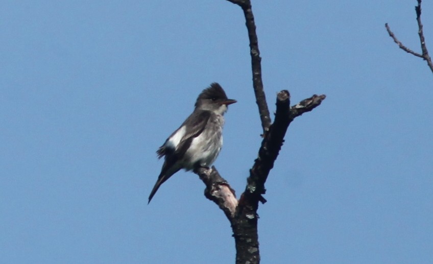 Olive-sided Flycatcher - ML573555311