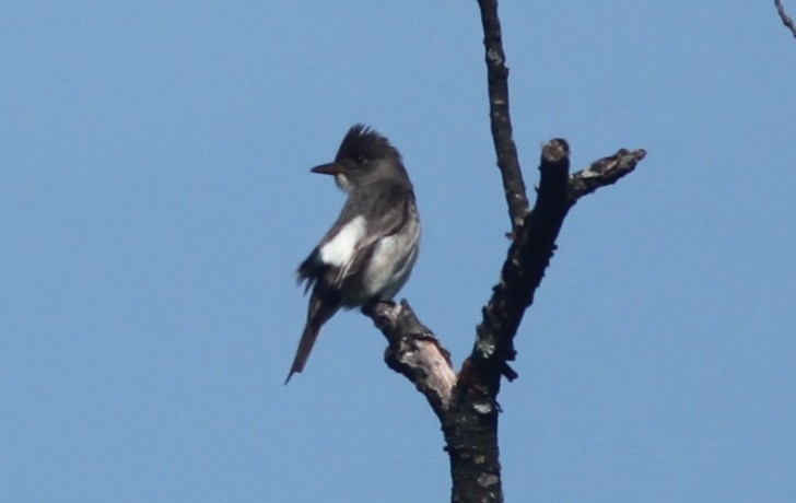 Olive-sided Flycatcher - Tom Smith