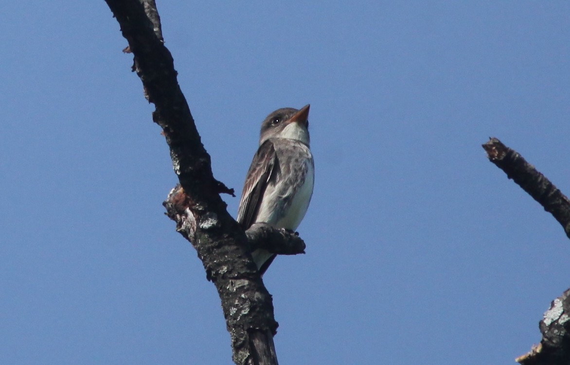 Olive-sided Flycatcher - ML573555331