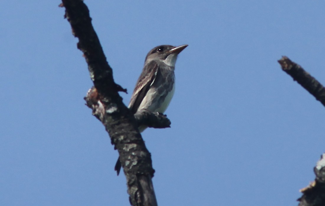 Olive-sided Flycatcher - ML573555341