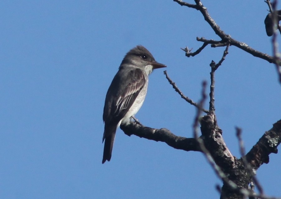 Olive-sided Flycatcher - ML573555351