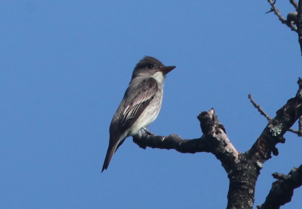 Olive-sided Flycatcher - ML573555361