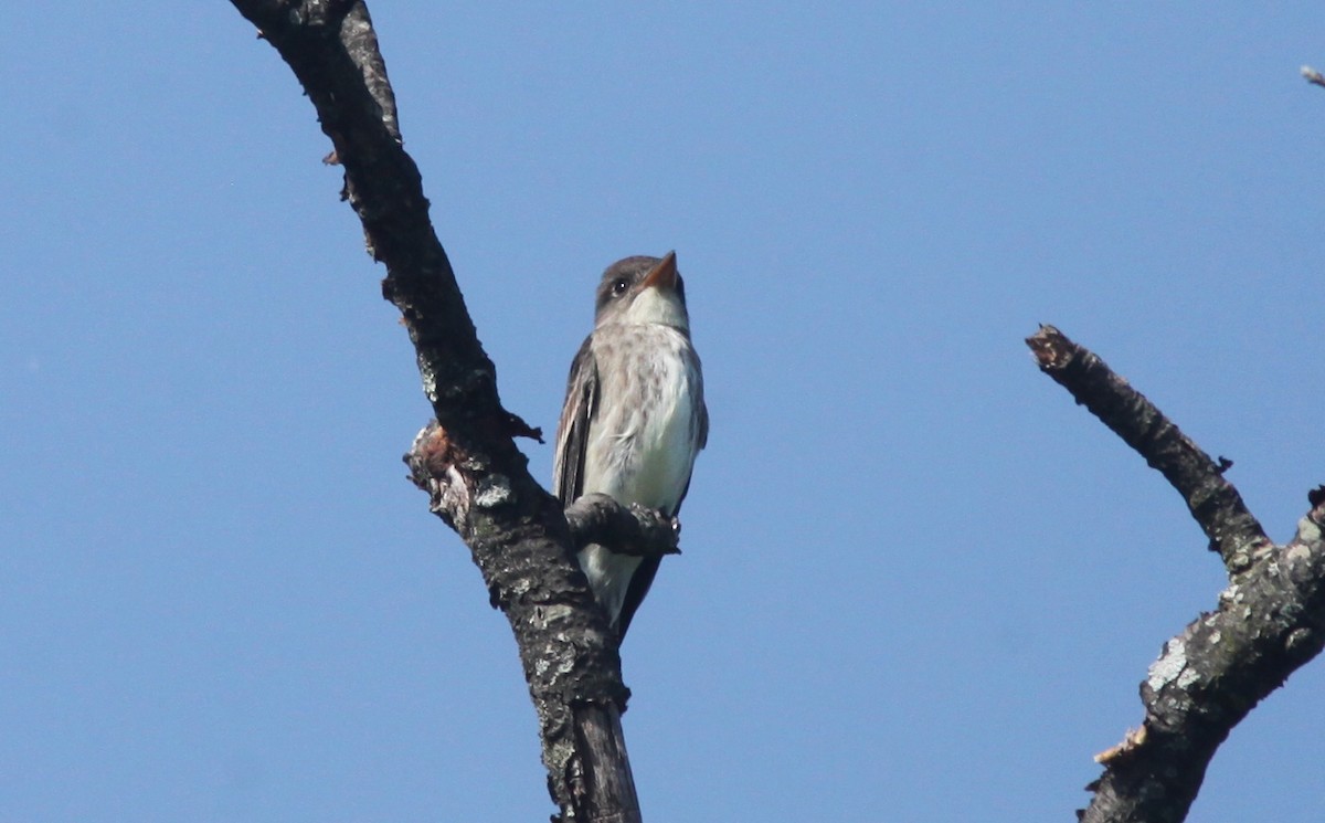 Olive-sided Flycatcher - ML573555371