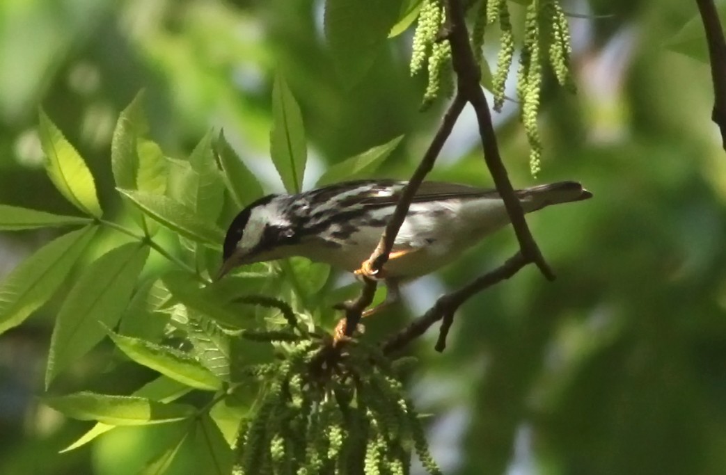 Blackpoll Warbler - ML573555881