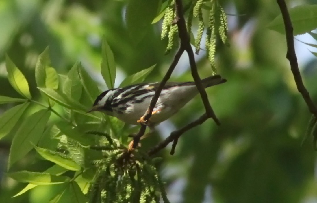 Blackpoll Warbler - ML573555891