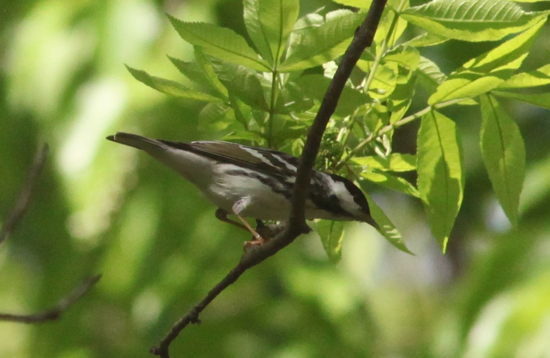 Blackpoll Warbler - ML573555901