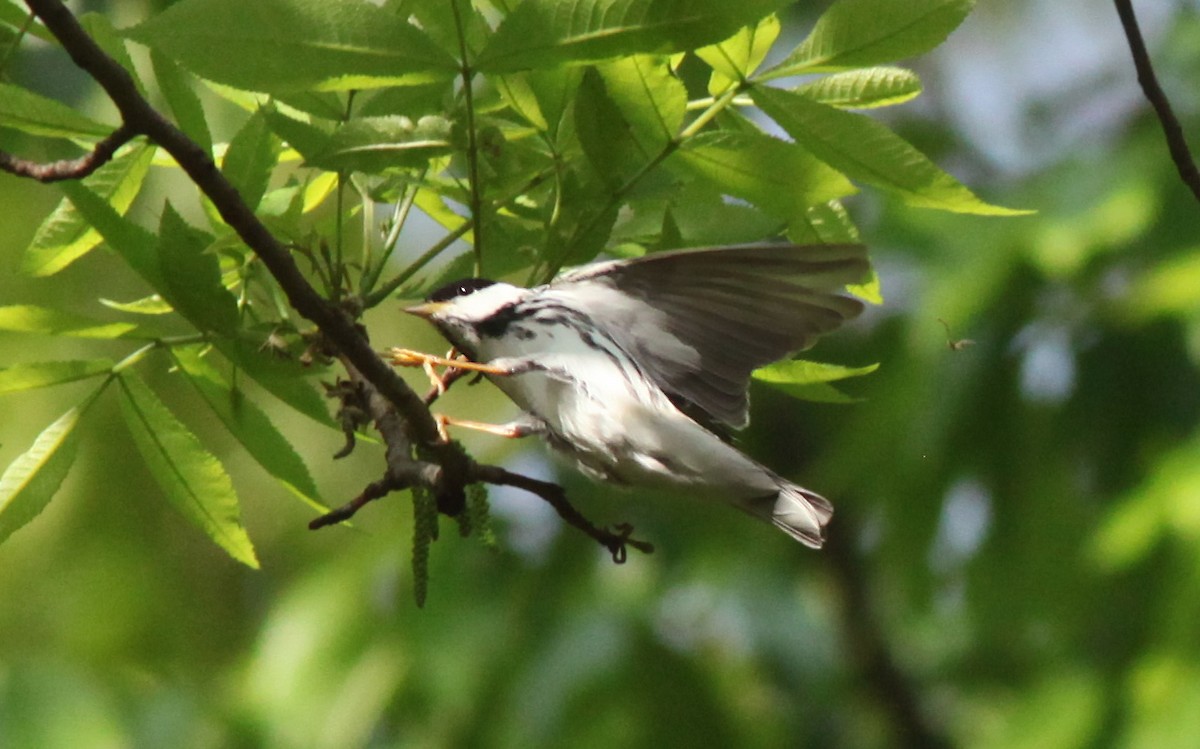 Blackpoll Warbler - ML573555911