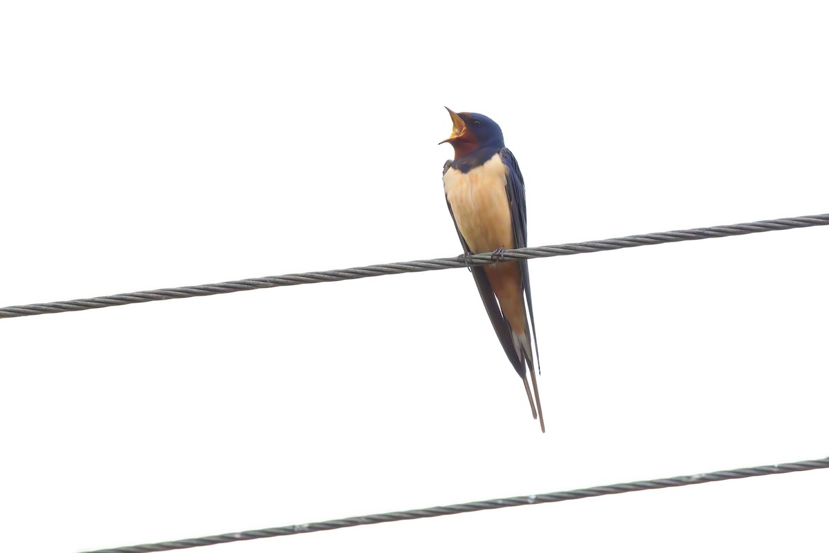 Golondrina Común - ML573556151