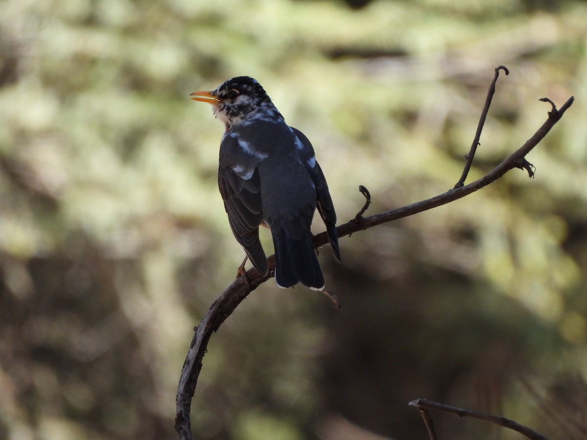 American Robin - ML573556561