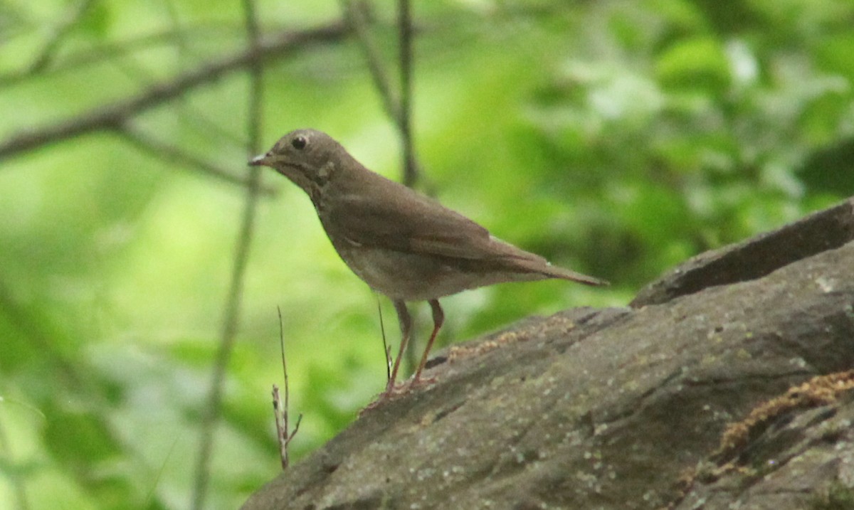 Gray-cheeked Thrush - ML573557381