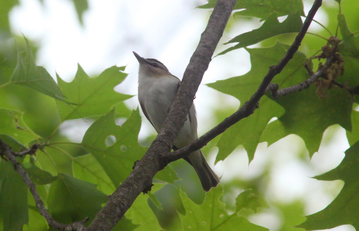 Kızıl Gözlü Vireo - ML573557431