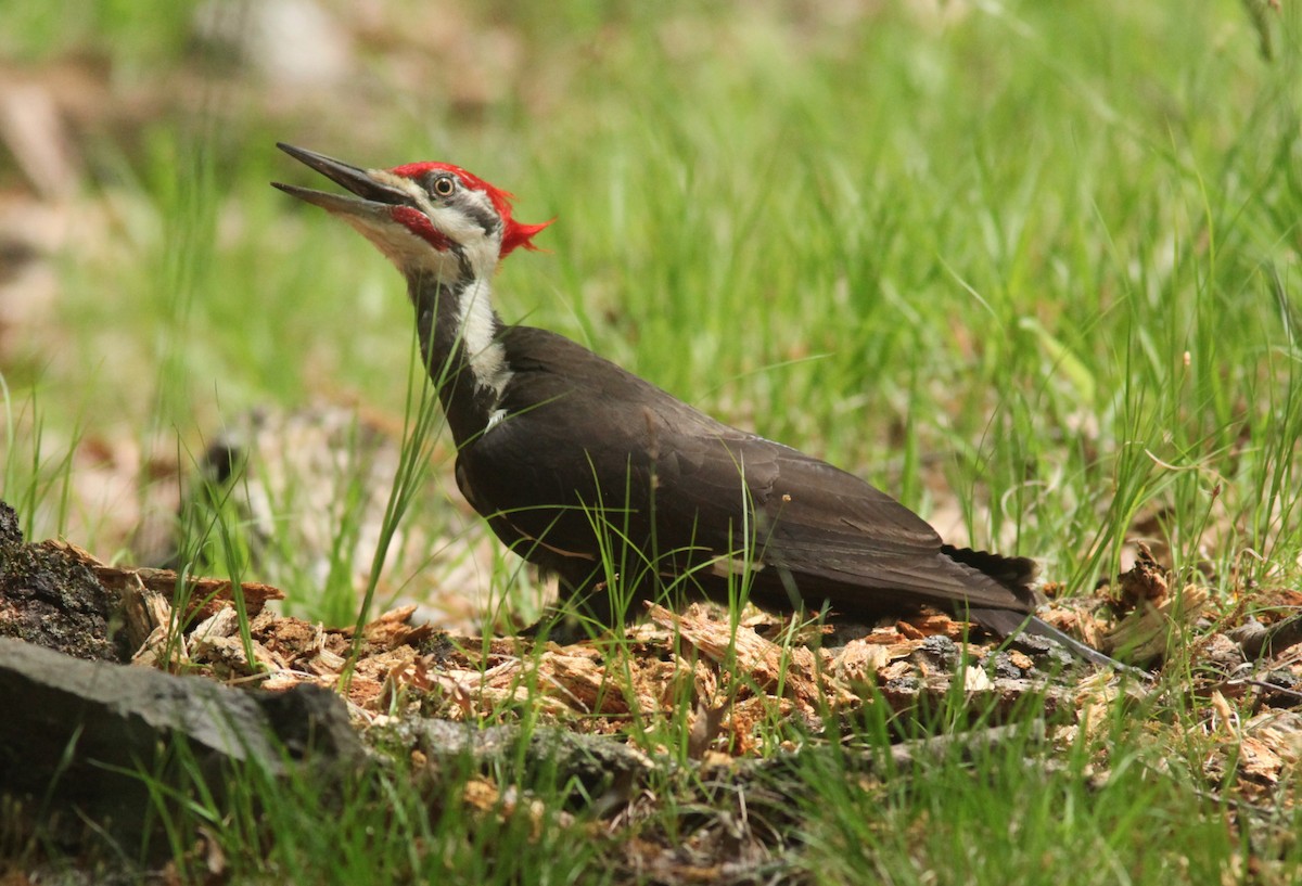 Pileated Woodpecker - ML573557461