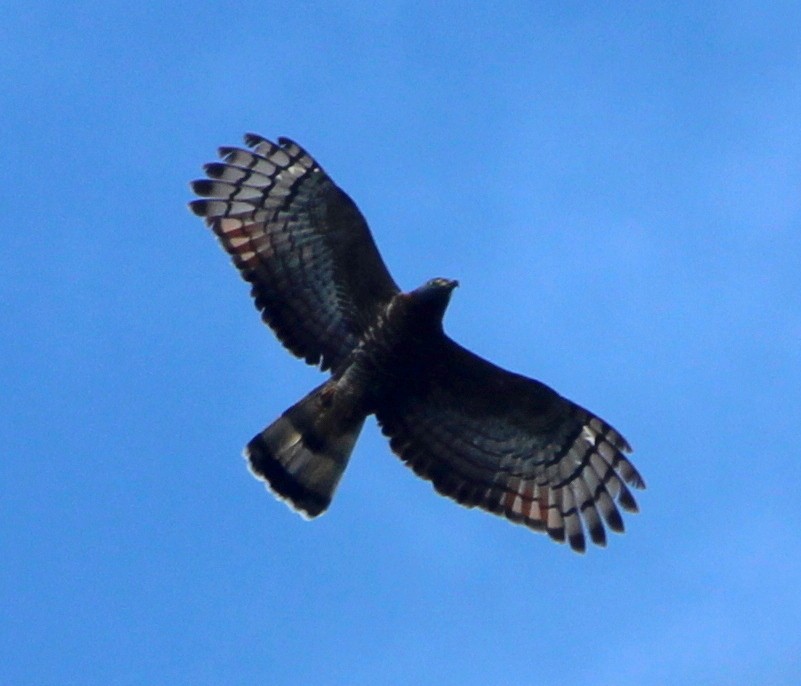 Hook-billed Kite - ML573557641