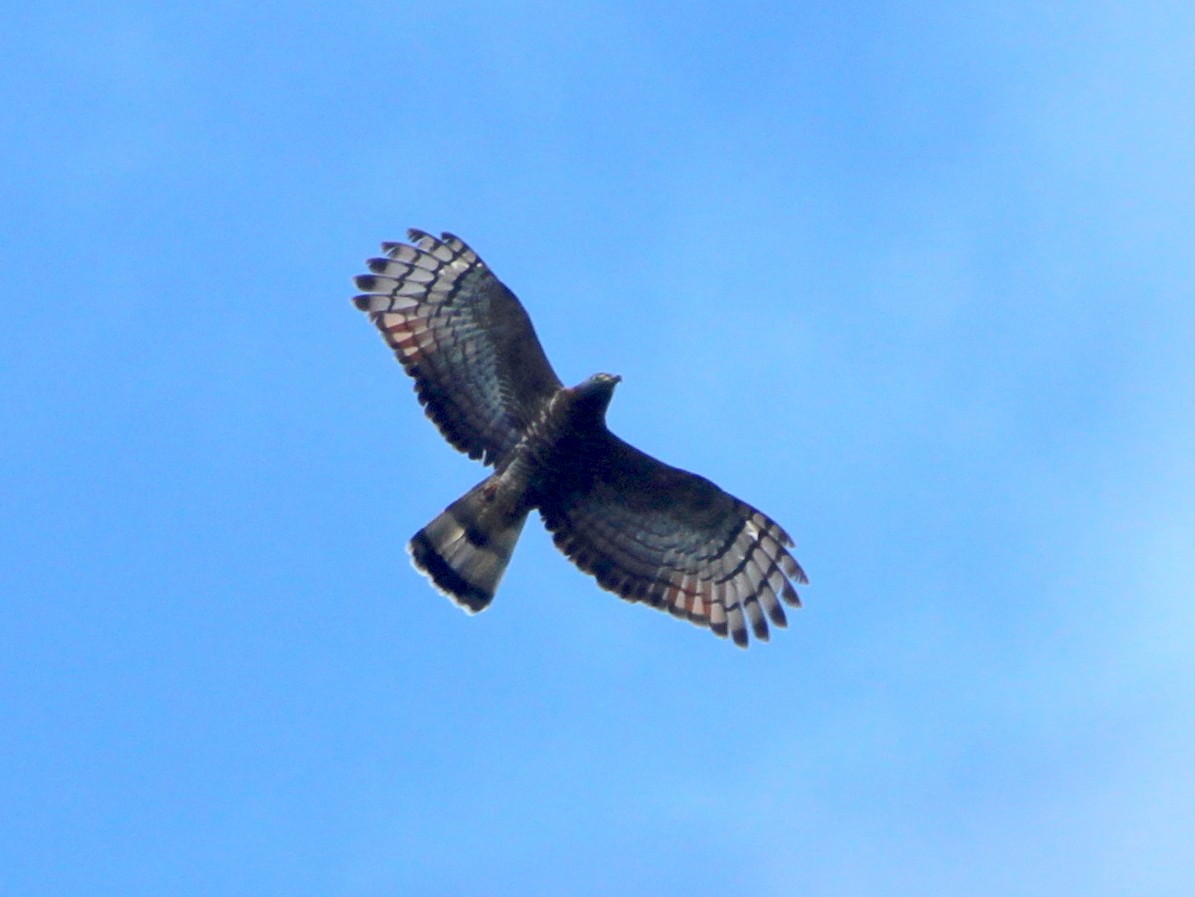 Hook-billed Kite - ML573557661