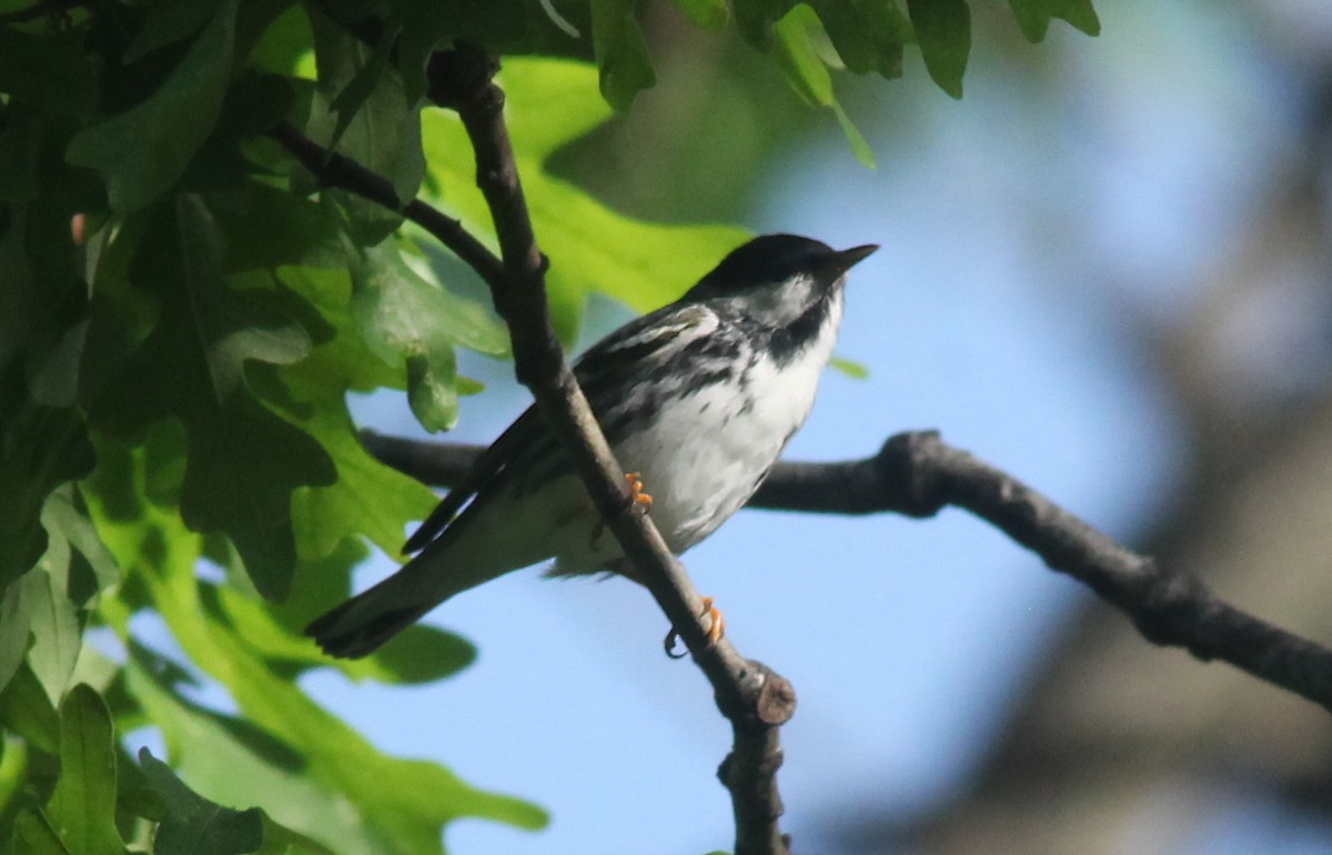 Blackpoll Warbler - ML573557681