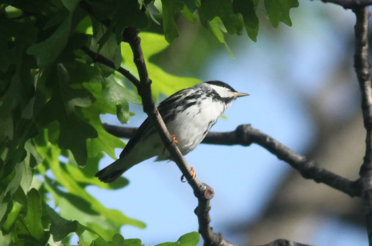 Blackpoll Warbler - ML573557691