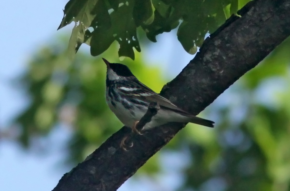 Blackpoll Warbler - ML573557701