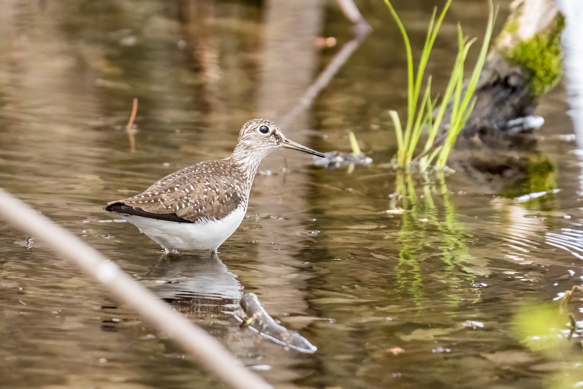 Solitary Sandpiper - ML573558781