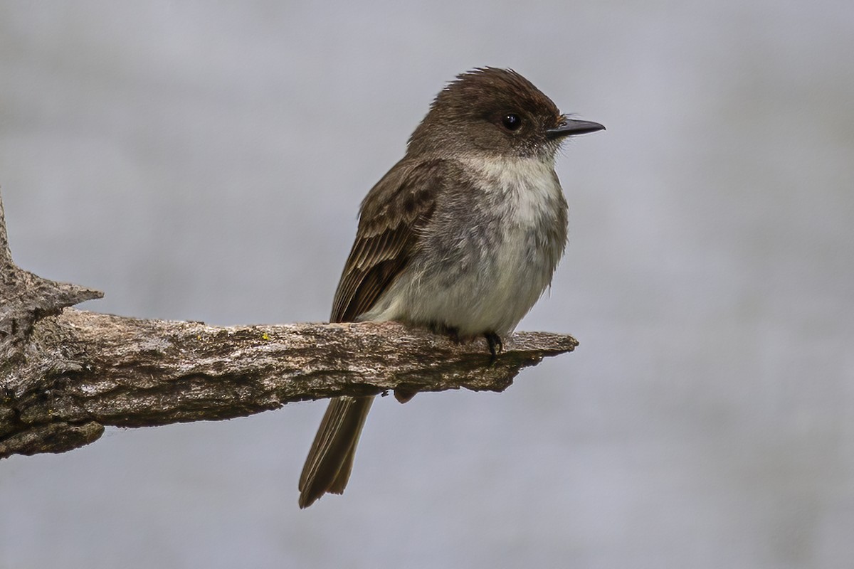 Eastern Phoebe - ML573559411