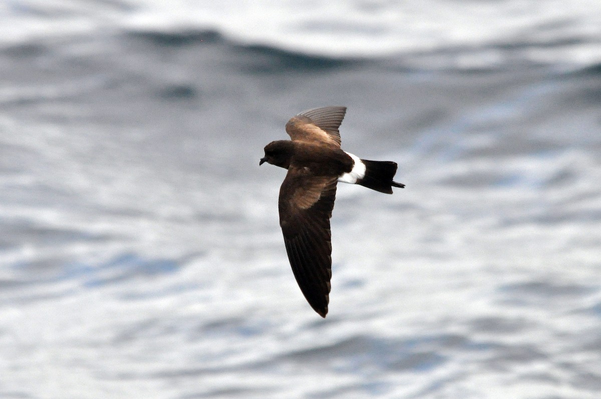 Elliot's Storm-Petrel - Antonio Ceballos Barbancho