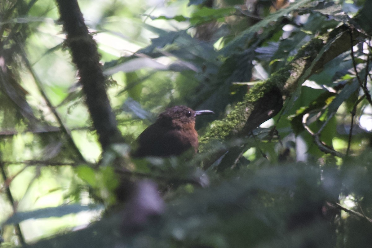 Middle American Leaftosser (Mexican) - ML573560301