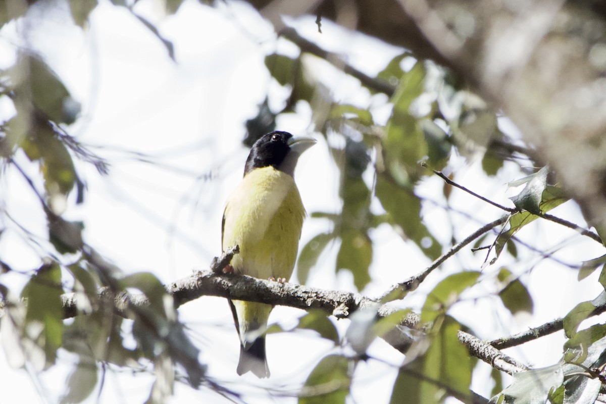 Hooded Grosbeak - ML573560931